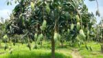 Banana Mango - Image 3
