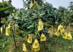 Banana Mango - Image 5
