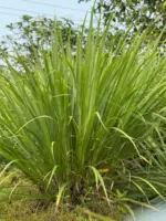 Fresh Lemon Grass | লেমন গ্রাস - Image 2